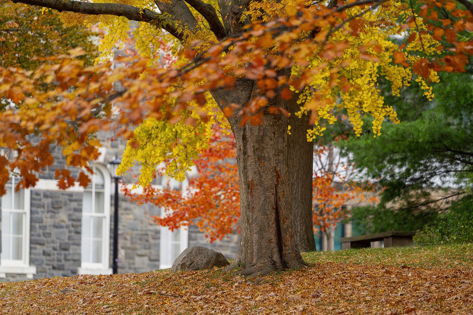 Brilliant Fall